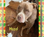 Small #2 American Bulldog