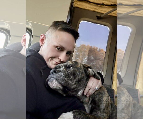 Medium Photo #5 Boxer-Unknown Mix Puppy For Sale in Dumont, NJ, USA