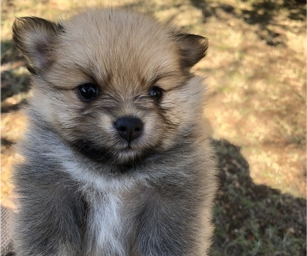 Medium Photo #2 Pomeranian Puppy For Sale in LEANDER, TX, USA