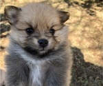 Small Photo #2 Pomeranian Puppy For Sale in LEANDER, TX, USA