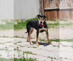 Small #1 German Shepherd Dog-Plott Hound Mix
