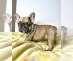 Small Photo #6 French Bulldog Puppy For Sale in OJAI, CA, USA
