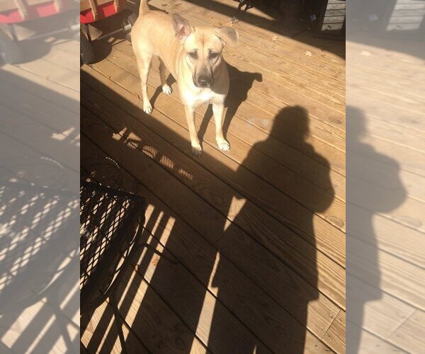 Medium Photo #1 Black Mouth Cur-Unknown Mix Puppy For Sale in The Woodlands, TX, USA