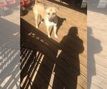Small Black Mouth Cur Mix