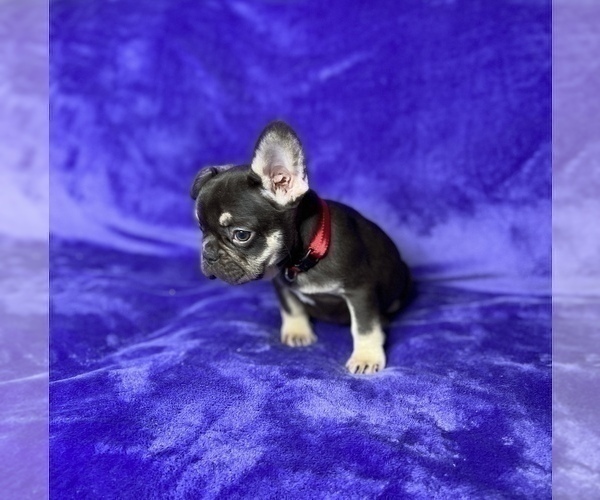 Medium Photo #10 French Bulldog Puppy For Sale in KENNESAW, GA, USA
