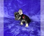 Small Photo #10 French Bulldog Puppy For Sale in KENNESAW, GA, USA