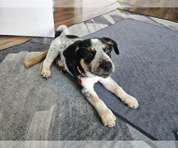 Medium Photo #3 Australian Shepherd-Unknown Mix Puppy For Sale in Springdale, PA, USA