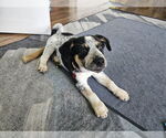 Small #2 Australian Shepherd Mix