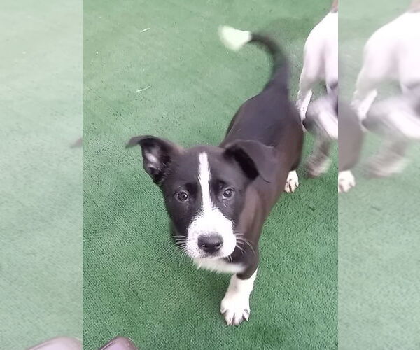 Medium Photo #2 Great Pyrenees-Unknown Mix Puppy For Sale in Aurora, IN, USA