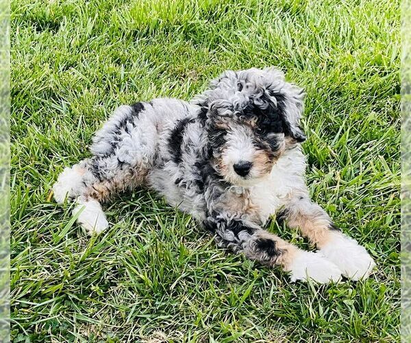 Medium Photo #6 Bernedoodle (Miniature) Puppy For Sale in HENDERSONVILLE, NC, USA