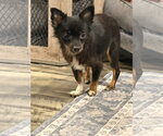 Small #1 Chihuahua