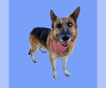 *TEX - Male German Shepherd Dog Dog for Adoption - Small photo