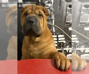 Father of the Chinese Shar-Pei puppies born on 05/10/2025