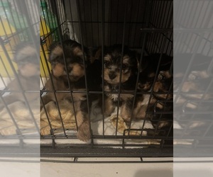Yorkshire Terrier Puppy for sale in KENOSHA, WI, USA