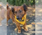 Small Dachshund Mix