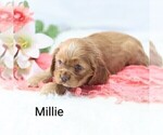 Small Photo #6 Cocker Spaniel Puppy For Sale in LOYAL, WI, USA