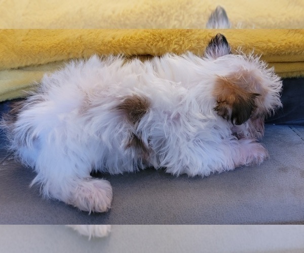 Medium Photo #14 Morkie Puppy For Sale in OTTAWA, OH, USA