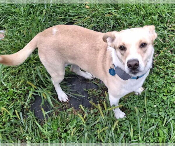 Medium Photo #4 Beagle-Unknown Mix Puppy For Sale in Monterey, VA, USA