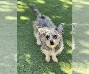 Martha - Female Mutt Dog for Adoption - Photo #2