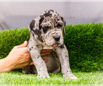 Small #5 Great Dane