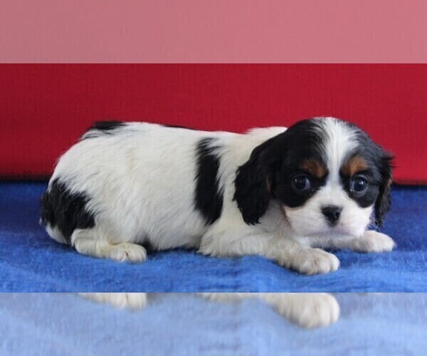 Full screen Photo #2 Cavalier King Charles Spaniel Puppy For Sale in FREDERICKSBURG, OH, USA