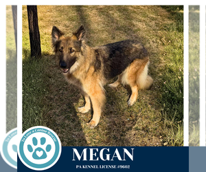 German Shepherd Dog Dogs for adoption in Kimberton, PA, USA