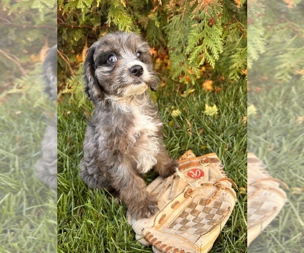 Medium Photo #4 Cavapoo Puppy For Sale in MIDDLEBURY, IN, USA