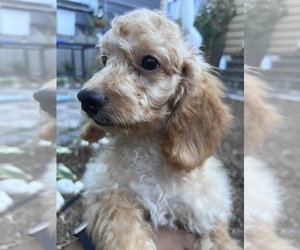 Cockapoo Puppy for sale in SOUTH ORANGE, NJ, USA