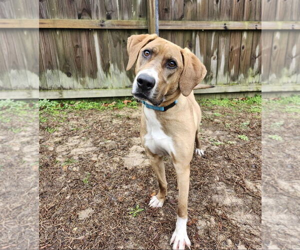 Medium Photo #5 Bloodhound Puppy For Sale in Westminster, MD, USA