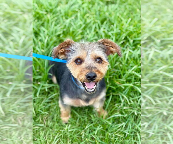 Medium Photo #9 Mutt Puppy For Sale in Pacolet, SC, USA