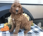 Small Photo #1 Goldendoodle-Irish Doodle Mix Puppy For Sale in N HIGHLANDS, CA, USA
