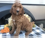 Small Goldendoodle-Irish Doodle Mix