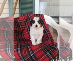 Small #14 Australian Shepherd