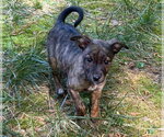 Small #2 American Pit Bull Terrier-Chihuahua Mix