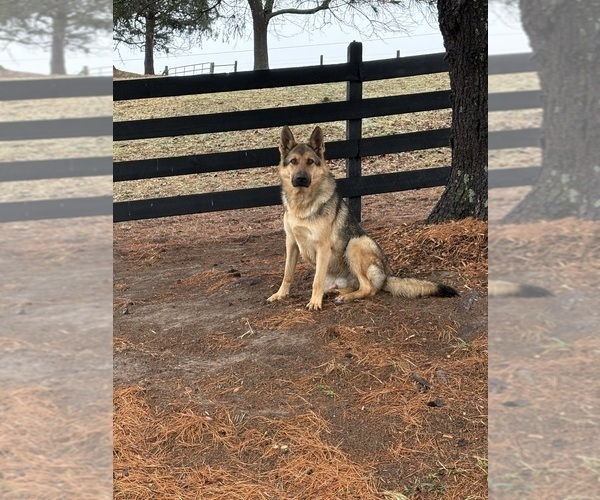 Medium Photo #4 German Shepherd Dog Puppy For Sale in MOUNT SOLON, VA, USA