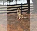 Small #3 German Shepherd Dog