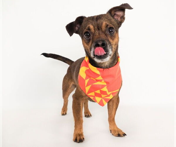 Medium Photo #3 Jack Chi Puppy For Sale in phoenix, AZ, USA