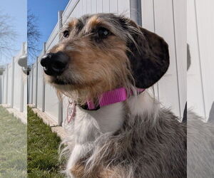 Dachshund Dogs for adoption in Shelbyville, TN, USA