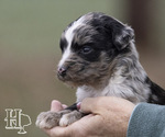 Puppy 2 Miniature Australian Shepherd-Poodle (Standard) Mix