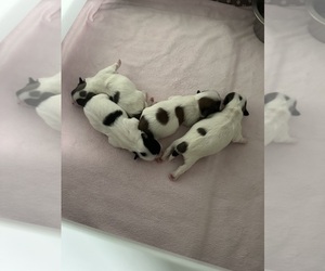 Mal-Shi Puppy for Sale in ROGERS, Minnesota USA