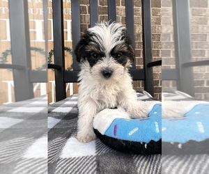YorkiePoo Puppy for sale in INDIANAPOLIS, IN, USA