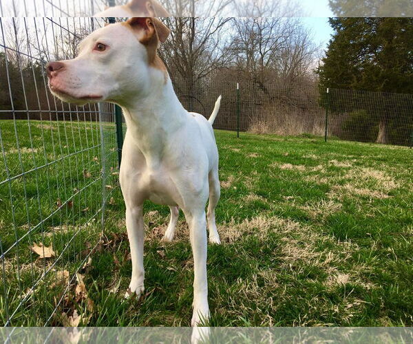 Medium Photo #2 American Pit Bull Terrier-Unknown Mix Puppy For Sale in Germantown, OH, USA