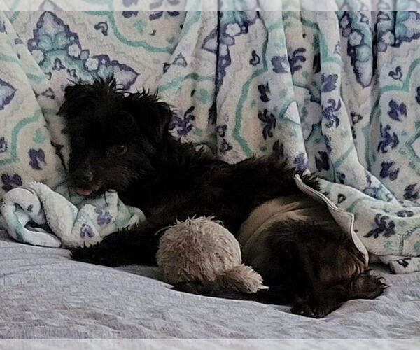 Medium Photo #4 Mutt Puppy For Sale in Conway, AR, USA