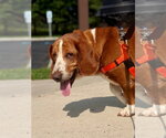 Small #3 Basset Hound