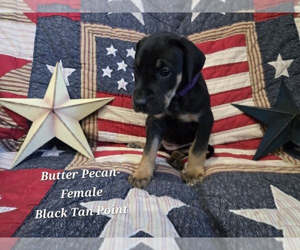 Medium Photo #1 Great Dane Puppy For Sale in HALIFAX, PA, USA