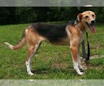 Small #1 Feist Terrier-German Shepherd Dog Mix