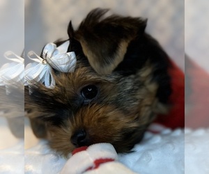 Yorkshire Terrier Puppy for sale in ANNANDALE, VA, USA