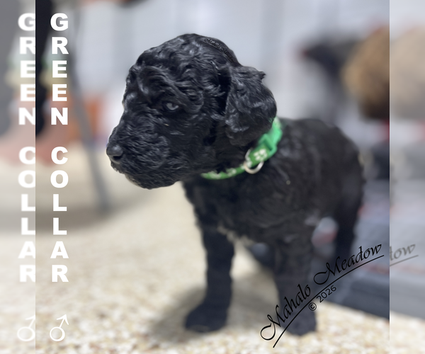 Medium Photo #5 Poodle (Standard) Puppy For Sale in SUFFOLK, VA, USA