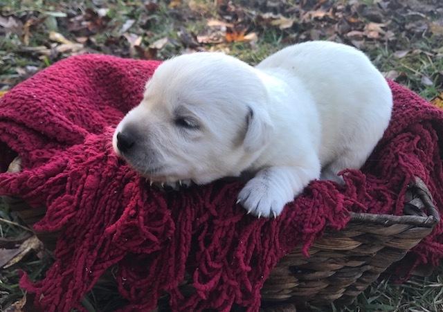 Medium Photo #1 Labrador Retriever Puppy For Sale in SULLIGENT, AL, USA