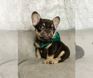 French Bulldog Puppy for sale in OLD ROUND ROCK, TX, USA
